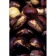 Kestane